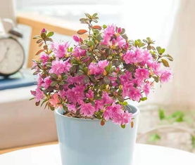 家里养花用净水浇花好吗