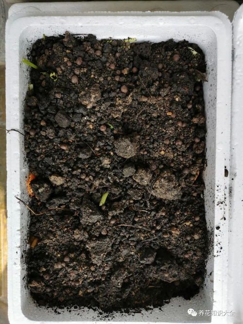 养花的土怎么变酸性