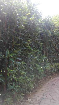 养花除草除虫