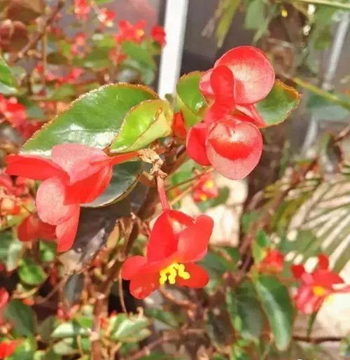 过期酵母养花