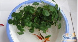 自制养鱼养花的鱼缸diy