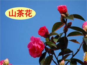 6下语文养花
