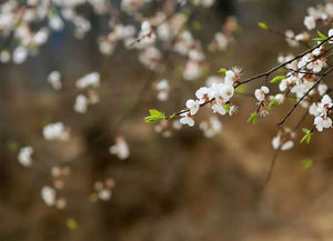 春暖花开的季节养花养草