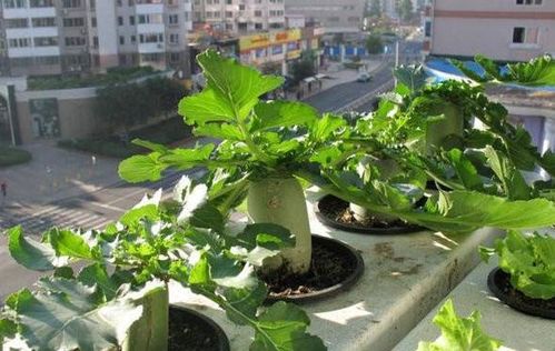 自制有机肥养花