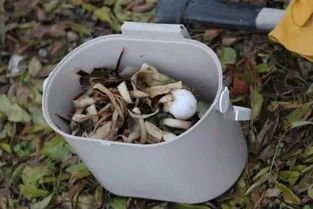 城市养花制作肥料