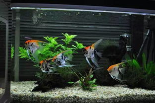 风水大师鱼缸养花草好吗