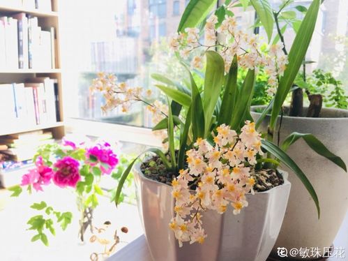 养花品茶悠然味