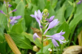 养花第五小节是按照