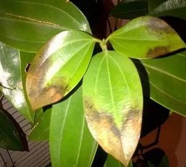 养花花花叶黄6