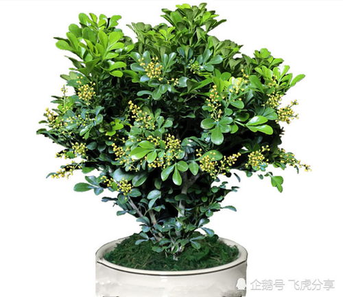 楼房养花太干燥