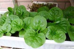 别人养花我养草的说说