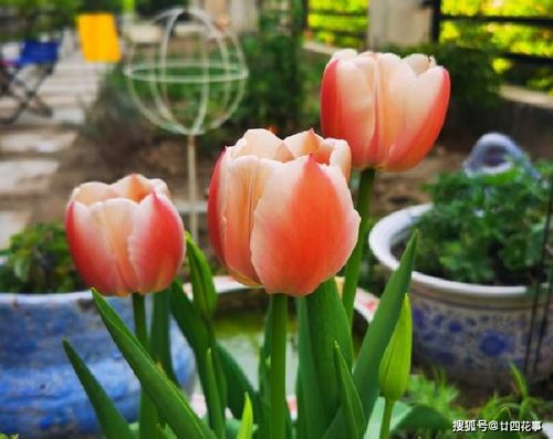 经常养花草身上有灵气吗