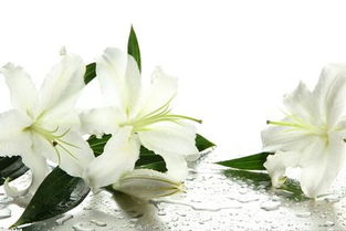 百合花水养花怎开多久