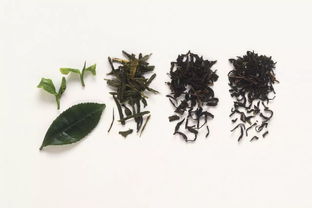 茶梗加土可以养花吗