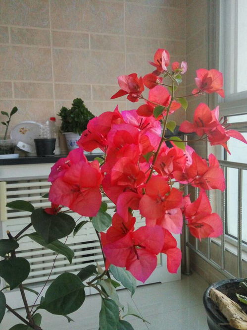初养花要养什么花