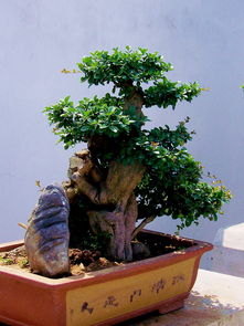 养花盆景树哪里可以学