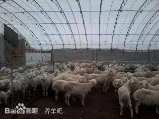 创新创业养羊计划书
