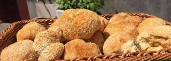 猴头菇可以冷冻保存,干猴头菇可以冷冻保存吗图1