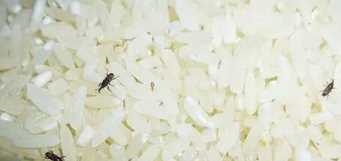 米有米虫该怎么办,大米里面发现了米虫怎么办图3