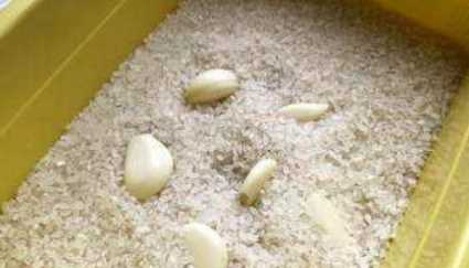 米有米虫该怎么办,大米里面发现了米虫怎么办图6