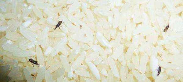 米有米虫该怎么办,大米里面发现了米虫怎么办图7