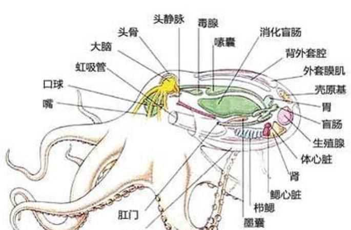 八爪鱼怎么吃好吃哪里不能吃