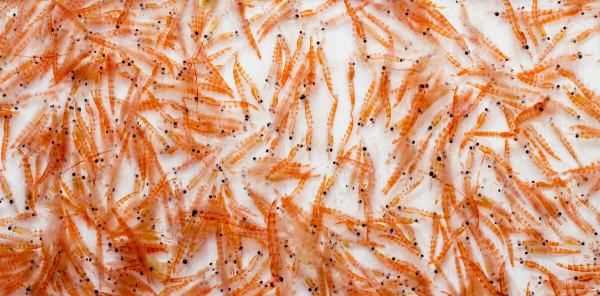 磷虾为什么不能吃,南极磷虾为什么不能吃图5