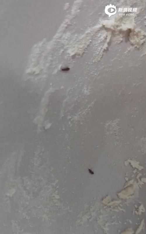为什么面粉放时间长了会生虫子呢