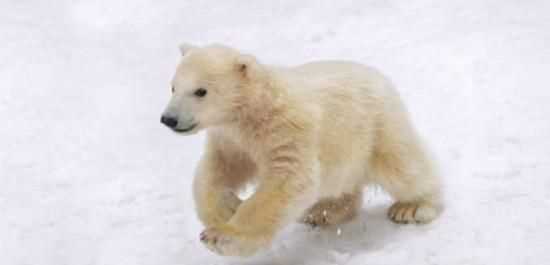 北极熊的尾巴有什么功能
