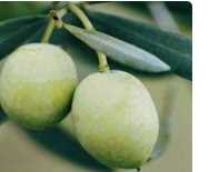 橄榄果怎么吃,橄榄果的正确食用方法需要去皮吗图4