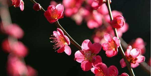 2月开什么花,2月开的花有哪些图4