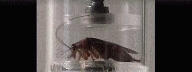 蟑螂多久会饿死，怎么才能切断家里的水源彻底让蟑螂饿死？图5