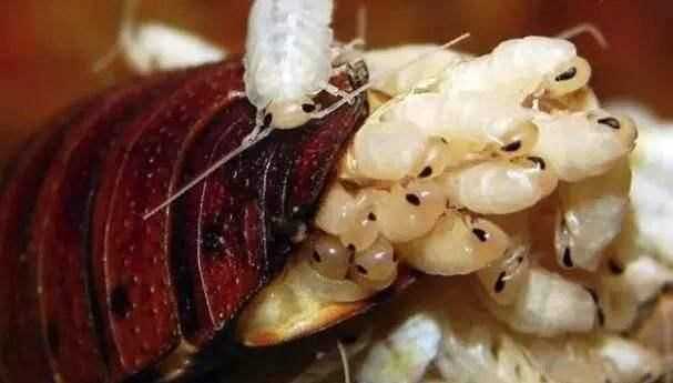 蟑螂多久会饿死，怎么才能切断家里的水源彻底让蟑螂饿死？图8