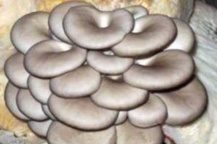蘑菇放冰箱长白毛能吃,蘑菇放冰箱长白毛还能吃吗图2
