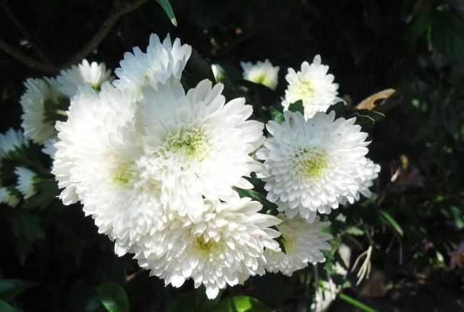 白色菊花的花语
