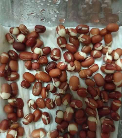红豆的芽能吃吗