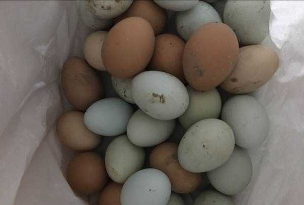 为什么美国的鸡蛋是白色的,饲料的颜色有所不同吗图1