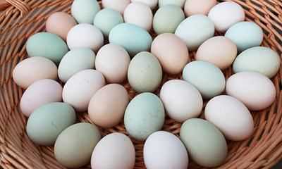 为什么美国的鸡蛋是白色的,饲料的颜色有所不同吗图2