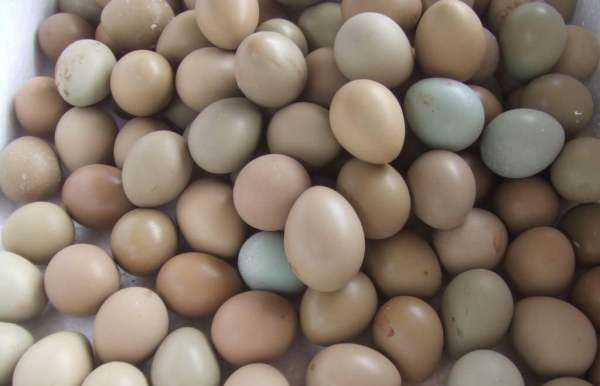 为什么美国的鸡蛋是白色的,饲料的颜色有所不同吗图3