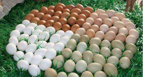 为什么美国的鸡蛋是白色的,饲料的颜色有所不同吗图5