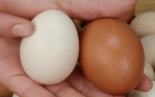 为什么美国的鸡蛋是白色的,饲料的颜色有所不同吗图8