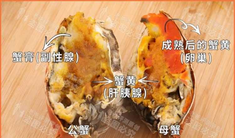 螃蟹肚子里怎么有两种黄色,一种是淡黄软软得,一种是橘黄有点发硬