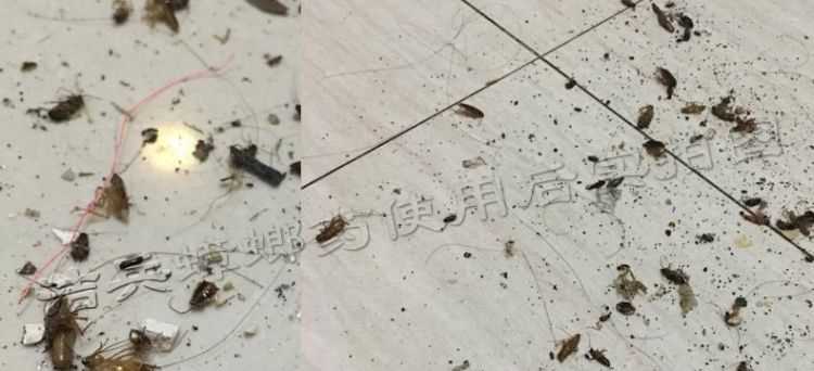 家里有蟑螂是什么原因?