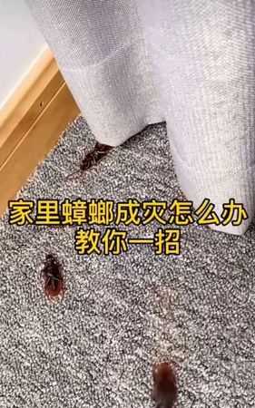 家里有蟑螂是什么原因