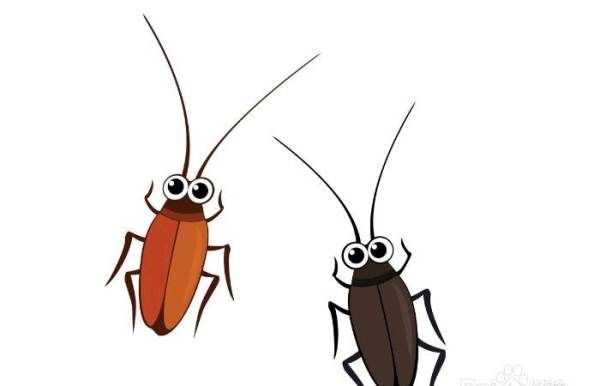 为什么家里突然有蟑螂,家里为什么会突然出现蟑螂图4
