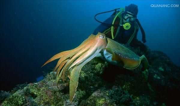海中霸王是什么动物
