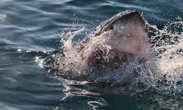 海洋中的海中霸王是什么,海中霸王是什么动物图2