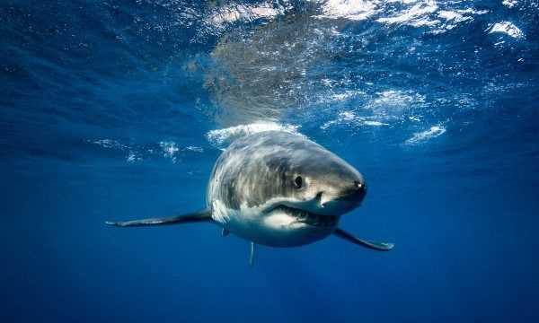 海洋中的海中霸王是什么,海中霸王是什么动物图3