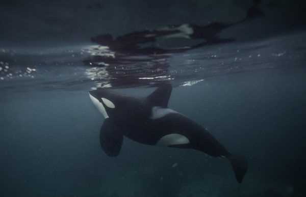 海洋中的海中霸王是什么,海中霸王是什么动物图4