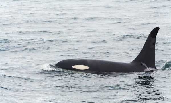 海洋中的海中霸王是什么,海中霸王是什么动物图5